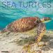 Willow Creek Press Sea Turtles 2027 12 X 12 Wall Calendar