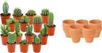 Green Boutiq ZynesFlora Mini Cactus Mix - 15 Stuks - Incl. Ø 8.1 cm Terracotta Bloempot - Hoogte: 5-10 cm