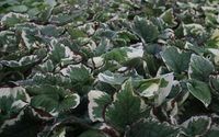 GRDplanten Groendecor Tuinarchitectuur 6x Kaukasische vergeet-mij-nietje - Brunnera macr. 'Variegata' | 9x9 cm pot