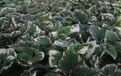 GRDplanten Groendecor Tuinarchitectuur 6x Kaukasische vergeet-mij-nietje - Brunnera macr. 'Variegata' | 9x9 cm pot