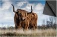 Dietrix Inductie beschermer 78x52 - Dietrix Kookplaat beschermer - Schotse Hooglander 14 - blauwe lucht
