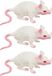 Chaks Stretchy nep rat 17 x 14 cm - 3x - wit - Horror/griezel thema decoratie