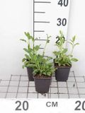 GRDplanten Groendecor Tuinarchitectuur 6x Struiksalie - Salvia nemorosa | 9x9 cm pot