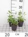 GRDplanten Groendecor Tuinarchitectuur 6x Struiksalie - Salvia nemorosa | 9x9 cm pot
