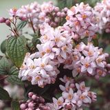 Arborix Deutzia hybrida 'Mont Rose' - Bruidsbloem 40-60 cm in pot