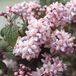 Arborix Deutzia hybrida 'Mont Rose' - Bruidsbloem 40-60 cm in pot