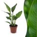 Green boutiQ Strelitzia Reginea Paradijsvogelbloem - 1 Plant - Pot 12cm - Hoogte 35cm