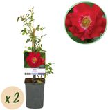 Green boutiQ Klimroos - Rosa Red Queen - Rode Bloem - Weinig onderhoud - 2 planten - Pot 11cm - Hoogte 40cm