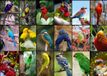 Grafika Puzzel Collage - Mooiste vogels ter wereld - 1500 stukjes