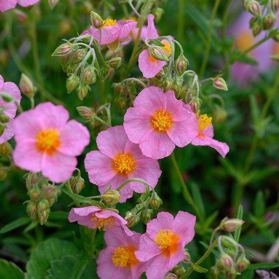 Griffioen Helianthemum 'Lawrenson's Pink' | 1 stuk | Rotsplant | plant voor rotstuin | alpine plant | Bodembedekker | vermijd onkruid | grondbedekker | 11x11 cm Kwekerspot | Roze