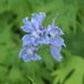 Arborix Delphinium 6 x Delphinium 'Cliveden Beauty' - Ridderspoor pot 9x9cm