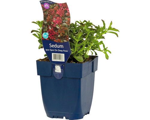 Griffioen Sedum sp. Spot On Deep Rose vaste plant