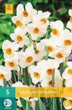 Jub Bol X 5 Narcissus Geranium