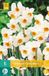 Jub Bol X 5 Narcissus Geranium