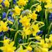 Green boutiQ - 200x Narcissus Tete-A-Tete - Miniatuurnarcis - Geel - Voorjaarsbloeier - Bolmaat 10/11