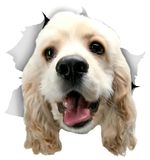 Autosticker Cocker Spaniel 3D, imperméable et résistant aux rayures