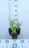 GRDplanten Groendecor Tuinarchitectuur 6x Daglelie - Hemerocallis hybr. 'Summer Wine' | 9x9 cm pot
