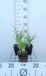 Groendecor Tuinarchitectuur 6x Hemerocallis hybr. 'Summer Wine' | pot de 9x9 cm