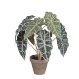 Mica Decorations Alocasia Kunstplant