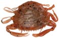 Slok! Zoutwater Dunschiller Krab