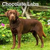 Chocolate BrownTrout Chocolate Labrador Retrievers | 2024 30,5 x 61 cm Monthly Square Wall Kalender