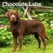 Chocolate BrownTrout Chocolate Labrador Retrievers | 2024 30,5 x 61 cm Monthly Square Wall Kalender