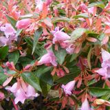 Arborix Abelia Abelia 'Edward Goucher' - Kleine struik met roze bloemen - 25-30 cm in pot
