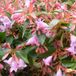 Arborix Abelia Abelia 'Edward Goucher' - Kleine struik met roze bloemen - 25-30 cm in pot