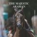 The Majestic Arabian: A Guide to Show Horses