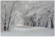Poster de jardin - Hiver - Neige - 120x80 cm - Décoration de jardin - Arbres - Nature - PVC