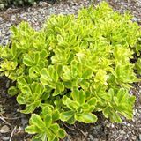 Bol 6 x Sedum Kamtschaticum - Vetkruid pot 9x9cm