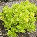 Bol 6 x Sedum Kamtschaticum - Vetkruid pot 9x9cm