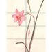 Artery8 Bloem Zephyranthes Aquarel XL Giant Paneel Poster (8 Secties)