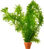 vdvelde.com - 5 Waterpest planten (Elodea densa)