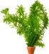 vdvelde.com - 5 plantes d'élodée (Elodea densa)