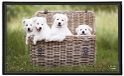 Viquel - Decoratieve bureauonderlegger voor puppy's
