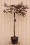 Warentuin Natuurlijk Acer Palmatum Japanse Esdoorn 'Dissectum Tamukeyama' 220 cm