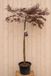 Warentuin Natuurlijk Acer Palmatum Japanse Esdoorn 'Dissectum Tamukeyama' 220 cm