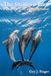 The Shallows Trio: A Dolphin Story of Brotherhood