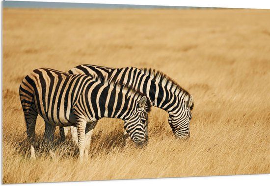 Merkloos / Sans marque Acrylglas Wanddecoratie - Grazend Zebra Duo in Droog Gras Landschap - 150x100 cm