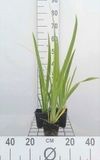 GRDplanten Groendecor Tuinarchitectuur 6x Baardloze iris - Iris sib. 'Blue Moon' | 9x9 cm pot