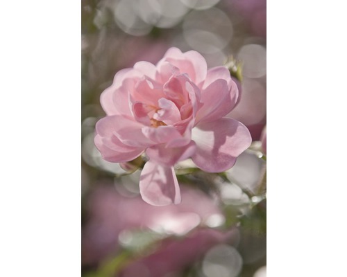 KOMAR Fotobehang papier bloemen Bouquet 4-713 184x254 cm