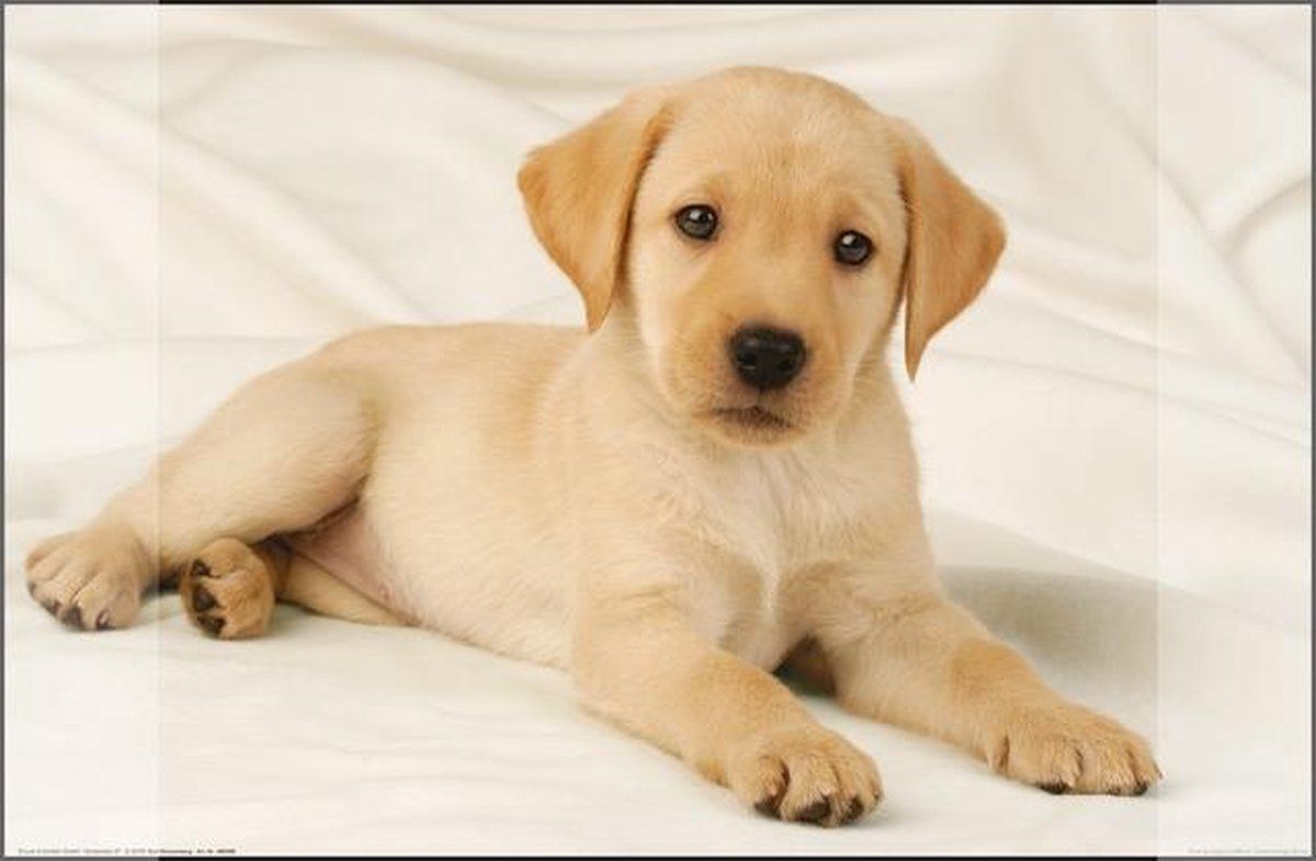 Kangaro bureauonderlegger PP 38x58cm dessin Labrador wit