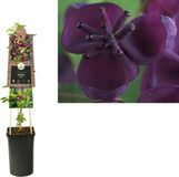 Van der starre KLIMPLANT AKEBIA QUINATA - SCHIJNAUGURK