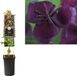 Van der starre KLIMPLANT AKEBIA QUINATA - SCHIJNAUGURK