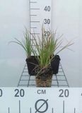 GRDplanten Groendecor Tuinarchitectuur 6x Vuurpijl - Kniphofia hybr. 'Little Maid' | 9x9 cm pot