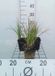GRDplanten Groendecor Tuinarchitectuur 6x Vuurpijl - Kniphofia hybr. 'Little Maid' | 9x9 cm pot