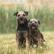 Magnet & Steel Border Terrier Kalender 2027 Wandkalender
