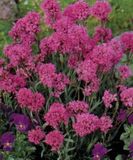 GRDplanten Koekoeksbloem 6x Lychnis alpina (viscaria alpina) | 9x9 cm pot