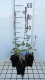 GRDplanten Groendecor Tuinarchitectuur 6x Struiksalie - Salvia nem. 'Amethyst' | 9x9 cm pot